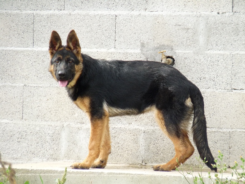 H'roxane Des Loups De L'Atlas