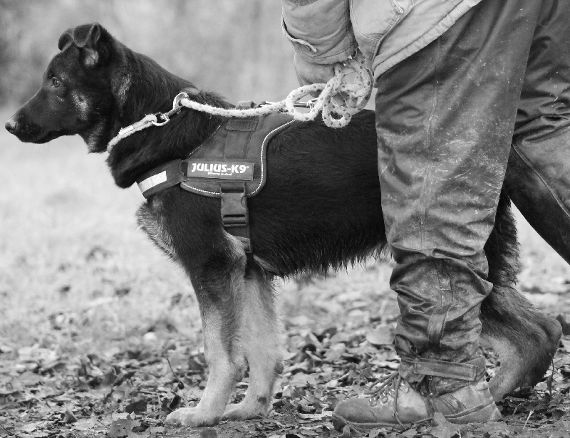 I'kira Des Loups De L'Atlas