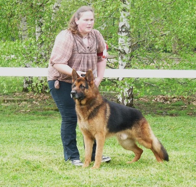 Des Loups De L'Atlas - Exposition internationale d'Agen 