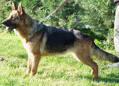 Des Loups De L'Atlas - Exposition internationale d'Agen 