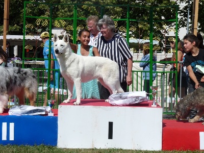 Des Loups De L'Atlas - Exposition de Sorges en Perigord