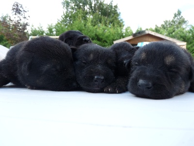 Des Loups De L'Atlas - Bébés chez les Loups de L'Atlas