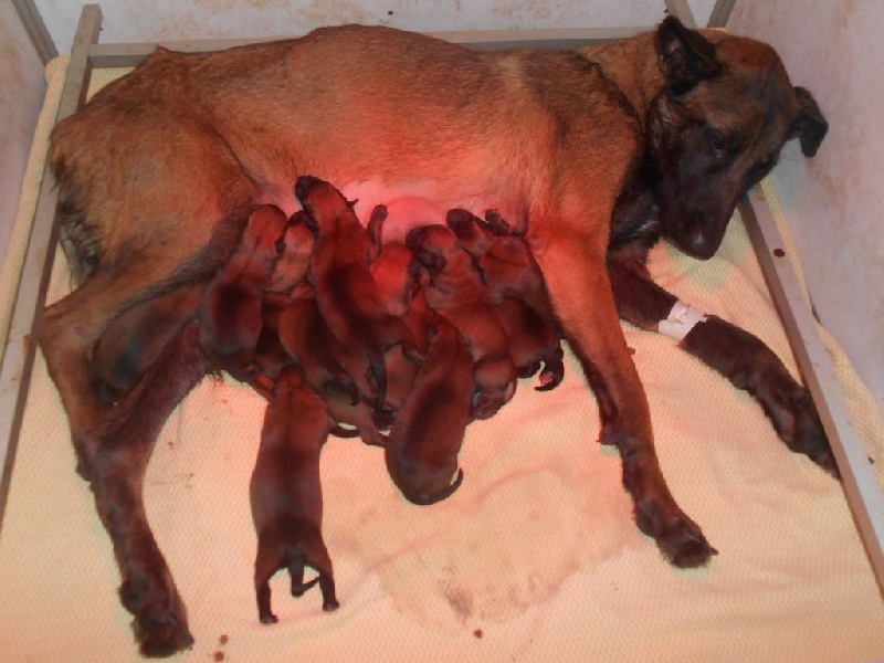 chiot Berger Belge Des Loups De L'Atlas